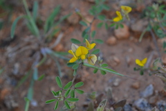 Crotalaria medicaginea var. medicaginea